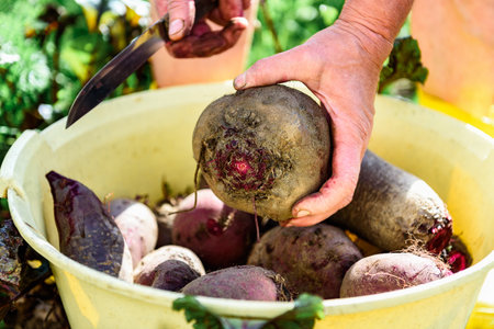 Gardener holding fresh harvest of red beets in basket on autumn garden background