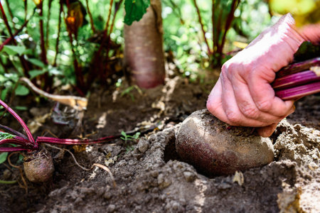 Gardener's hand picking fresh harvest of beets in autumnの写真素材