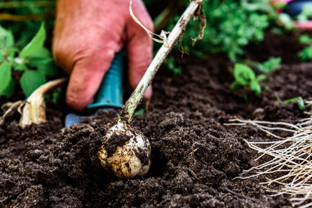 A gardener's hands digging up a fresh harvest of garlic in the summer gardenの写真素材