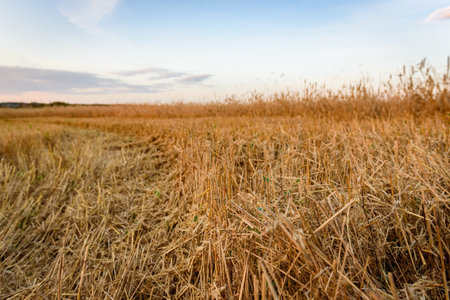 Field after barley harvesting at sunsetの写真素材