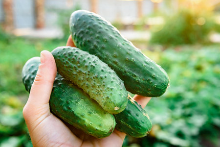 Gardener's hand holding harvest of fresh cucumbers in summerの写真素材