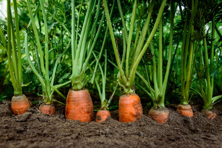 Ripe carrots growing in soil in garden. Harvest fresh carrots