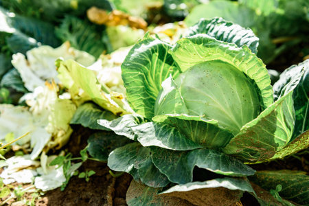Ripe cabbage growing in soil in summer garden. Harvest fresh cabbageの写真素材