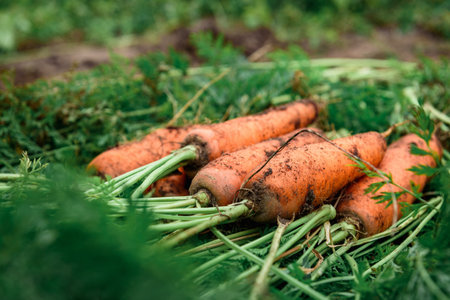 Fresh harvest of carrots in the autumn garden