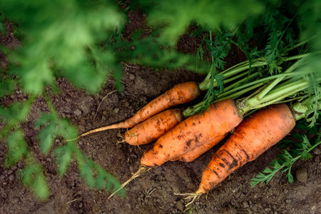 Fresh harvest of carrots in the autumn gardenの写真素材