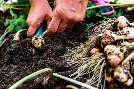 A gardener's hands digging up a fresh harvest of garlic in the summer gardenの写真素材