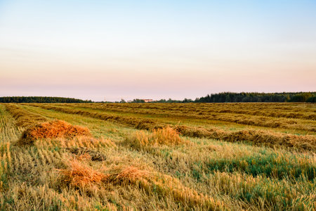 Field after barley harvesting at sunsetの写真素材