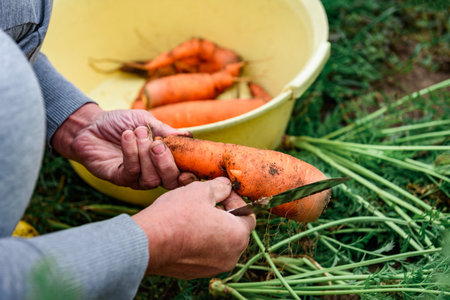 The gardener harvesting carrots and cutting the leaves, preparing for storage in autumn gardenの写真素材