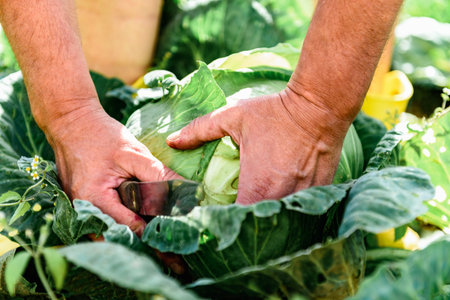 Gardener's hands cutting fresh harvest of cabbage in summer gardenの写真素材