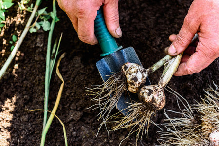 A gardener's hands digging up a fresh harvest of garlic in the summer garden