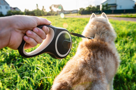 Walking a husky dog with a leash on a summer day.の写真素材