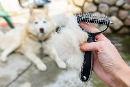 Combing the wool from the Siberian husky with a hairbrush. Concept molding petの写真素材