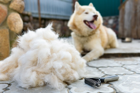 Combing the wool from the Siberian husky with a hairbrush.の写真素材
