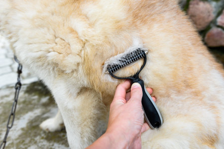 Combing the wool from the Siberian husky with a hairbrush. Concept molding petの写真素材