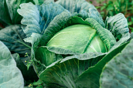 Ripe cabbage growing in soil in summer garden. Harvest fresh cabbageの写真素材