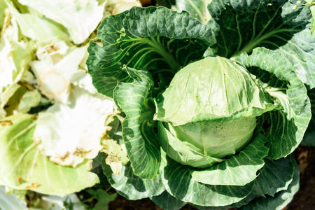 Ripe cabbage growing in soil in summer garden. Harvest fresh cabbageの写真素材