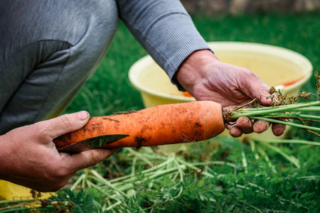 The gardener harvesting carrots and cutting the leaves, preparing for storage in autumn gardenの写真素材