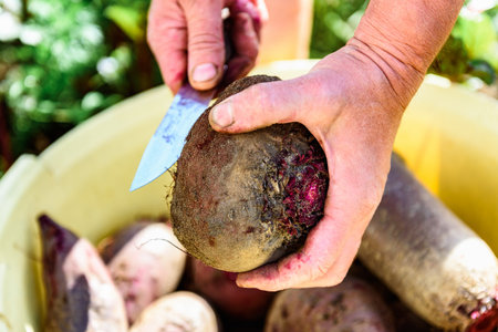 The gardener harvesting red beets and cutting the leaves, preparing for storage in autumn gardenの写真素材