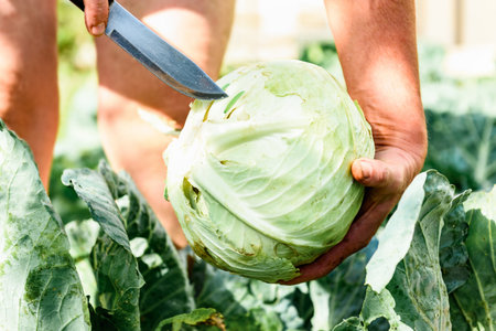 Gardener's hands cutting fresh harvest of cabbage in summer gardenの写真素材