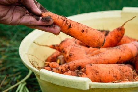 The gardener harvesting carrots in basket and preparing for storage in autumn gardenの写真素材