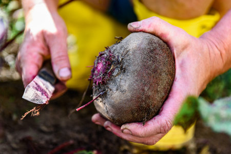 The gardener harvesting red beets and cutting the leaves, preparing for storage in autumn gardenの写真素材