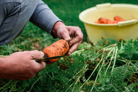 The gardener harvesting carrots and cutting the leaves, preparing for storage in autumn gardenの写真素材
