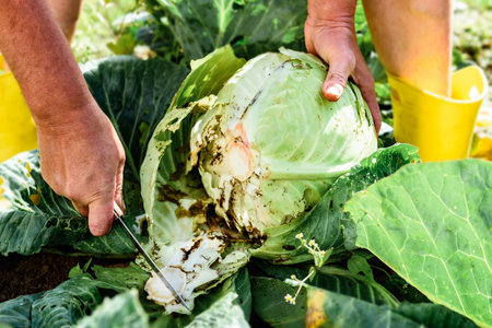 Gardener's hands cutting fresh harvest of cabbage in summer gardenの写真素材