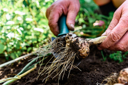 A gardener's hands digging up a fresh harvest of garlic in the summer gardenの写真素材