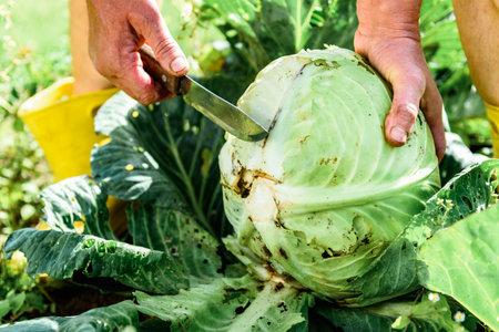 Gardener's hands cutting fresh harvest of cabbage in summer gardenの写真素材