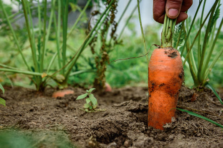Gardener's hand picking fresh harvest of carrots in autumnの写真素材