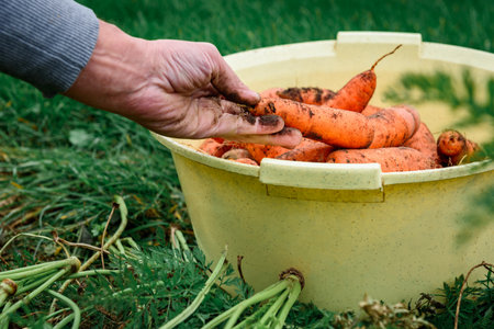 The gardener harvesting carrots in basket and preparing for storage in autumn gardenの写真素材