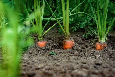 Ripe carrots growing in soil in garden. Harvest fresh carrotsの写真素材