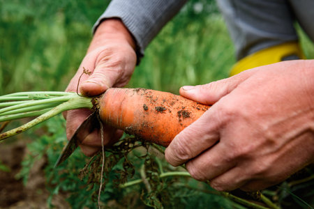 The gardener harvesting carrots and cutting the leaves, preparing for storage in autumn gardenの写真素材