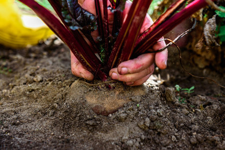 Gardener's hand picking fresh harvest of beets in autumnの写真素材