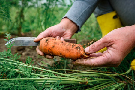 The gardener harvesting carrots and cutting the leaves, preparing for storage in autumn gardenの写真素材