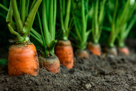 Ripe carrots growing in soil in garden. Harvest fresh carrotsの写真素材