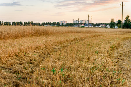 Field after barley harvesting at sunsetの写真素材