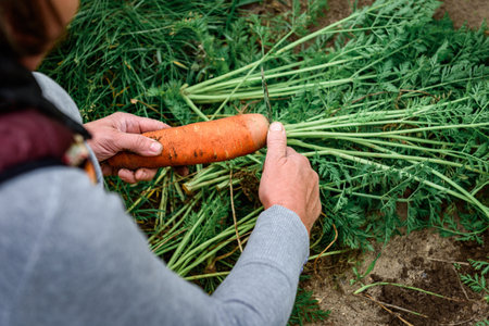 The gardener harvesting carrots and cutting the leaves, preparing for storage in autumn gardenの写真素材