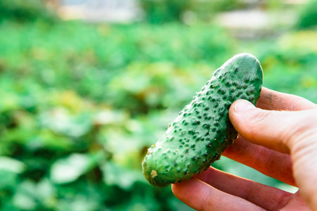 A hand picking a cucumber from the garden.の写真素材