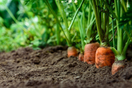 Ripe carrots growing in soil in garden. Harvest fresh carrotsの写真素材