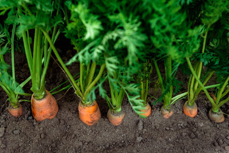 Ripe carrots growing in soil in garden. Harvest fresh carrotsの写真素材