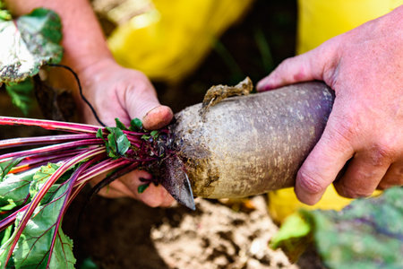 The gardener harvesting red beets and cutting the leaves, preparing for storage in autumn gardenの写真素材