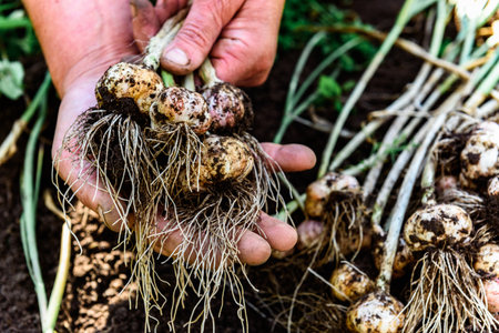 A gardener's hands holding a fresh harvest of garlic in the summerの写真素材