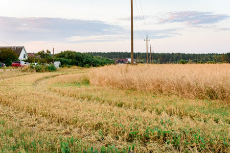 Field after barley harvesting at sunsetの写真素材