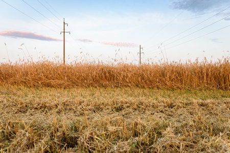 Field after barley harvesting at sunsetの写真素材