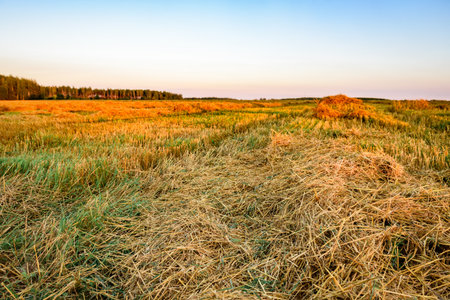 Field after barley harvesting at sunsetの写真素材