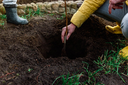 A woman planting a young tree in the soil in autumn garden.の写真素材