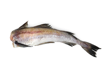 Fresh raw frozen pollock isolated on white backgroundの写真素材