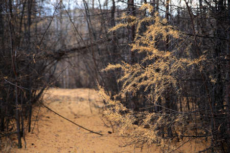 Yellowed larch trees and a path in the autumn forest.