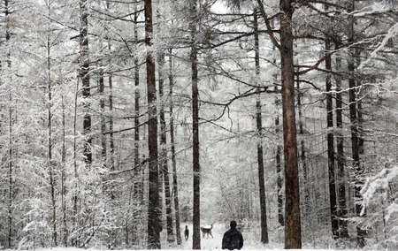 The trunks of the snowy forest and the figure of a man and dogs in the background.の写真素材